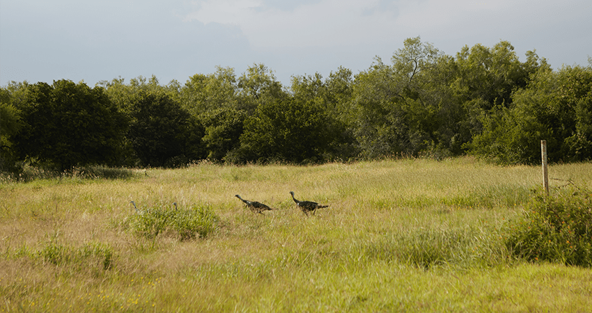 2 turkeys in an open grassy field