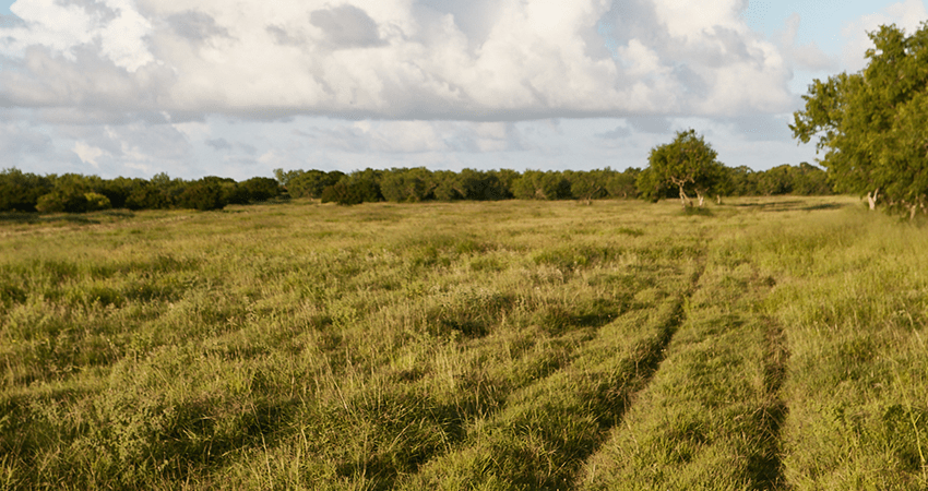 large open grassy field