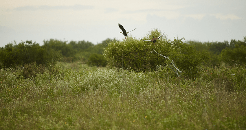 2 turkeys flying over a grassy field