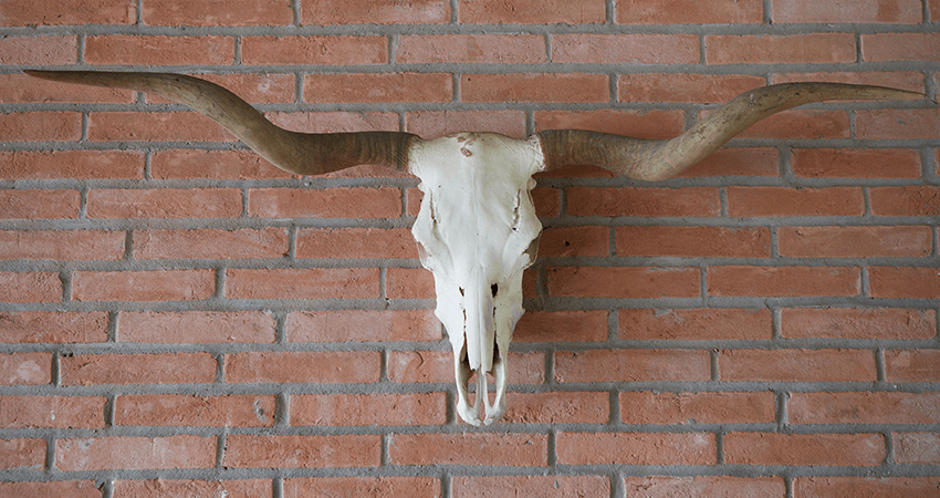 horned animal skull