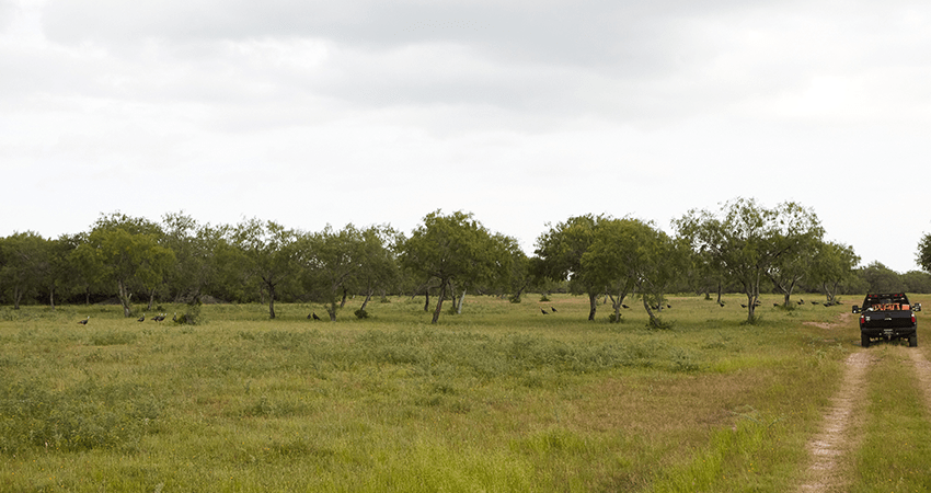 large group of turkeys in open field