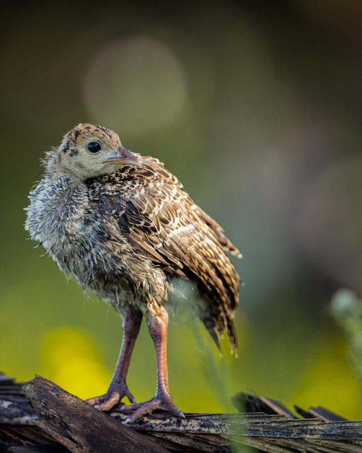 NWTF Photo Contest Account