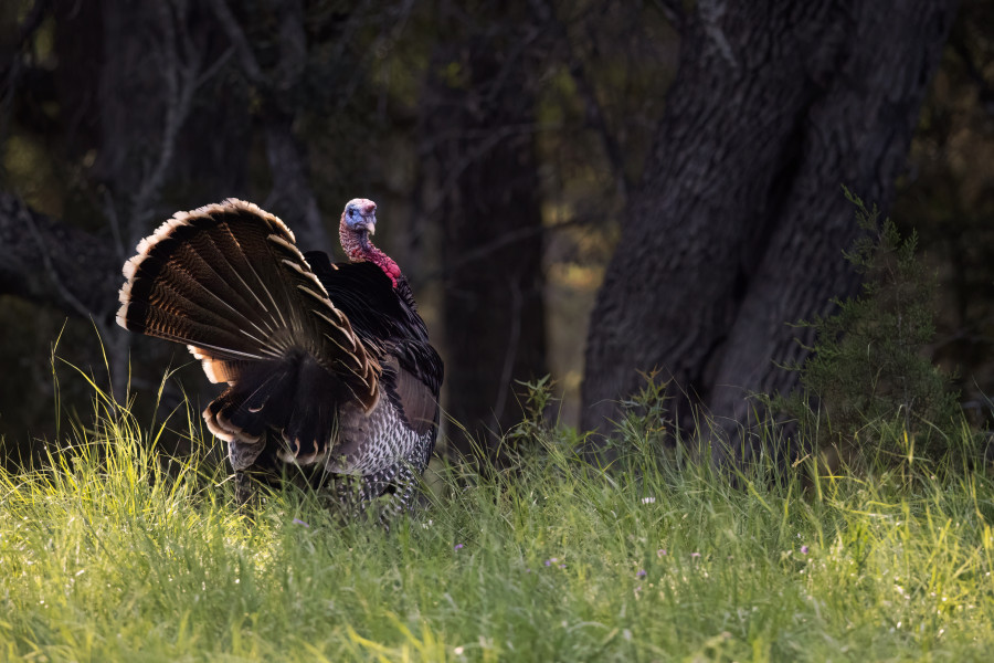 NWTF Photo Contest Account