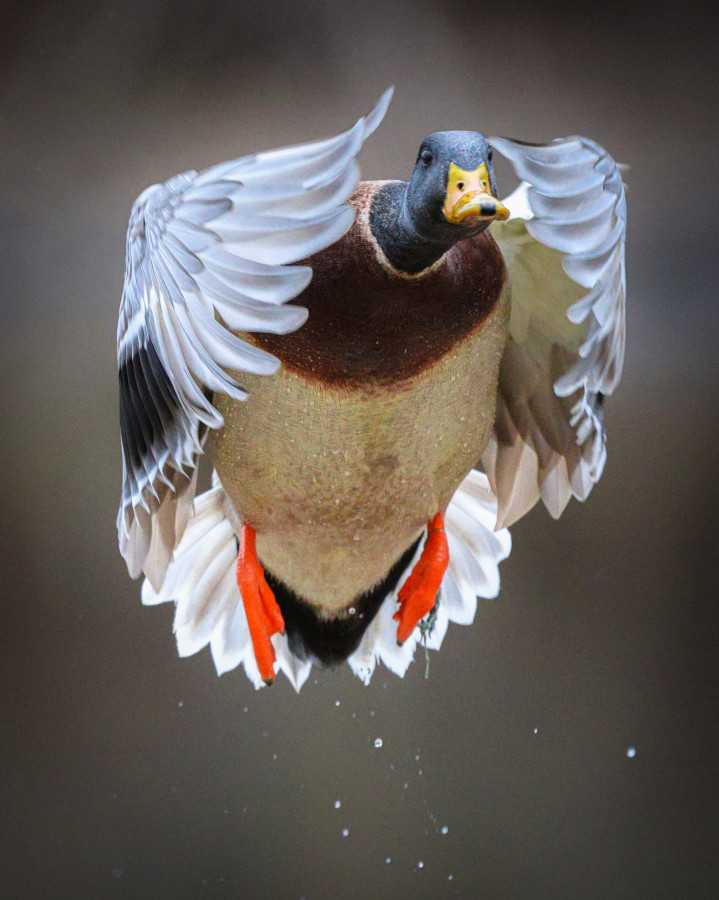 NWTF Photo Contest Account